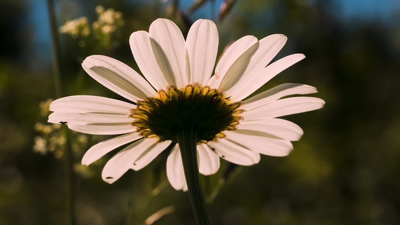 Close-up of a Daisy's Bottom