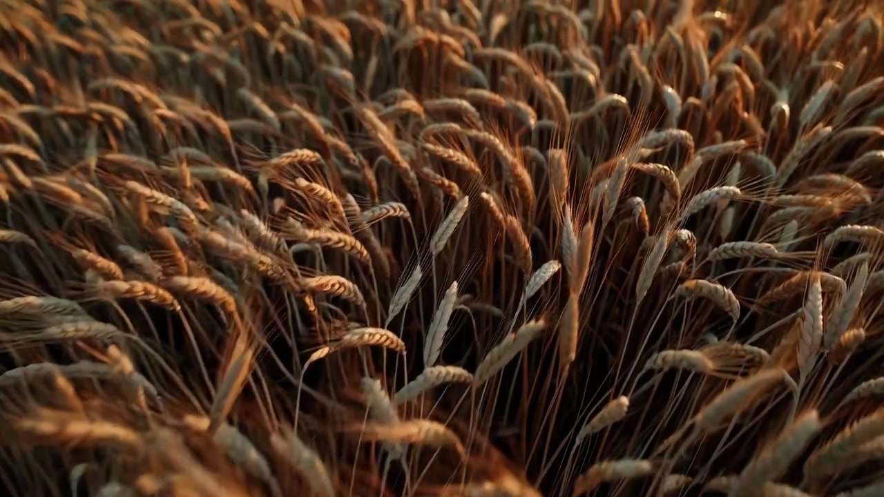 Goldenes Weizenfeld wiegt sich sanft im Wind