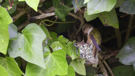 scintillant hummingbird feeding chicks on nest and flying away