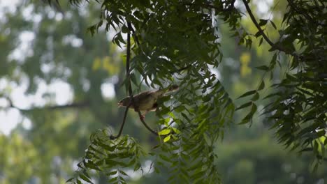 Jungle-babbler-on-the-tree