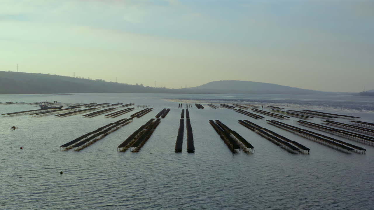 Calm morning light reveals symmetrical oyster beds exposed during tranquil low tide landscape.