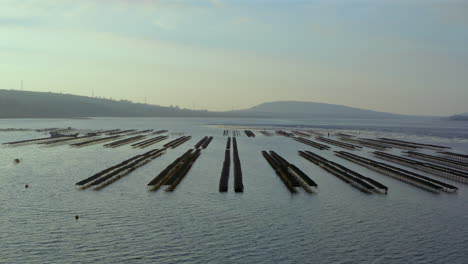Calm morning light reveals symmetrical oyster beds exposed during tranquil low tide landscape.