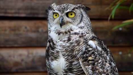 screaming owl in a bird park, ticino, switzerland