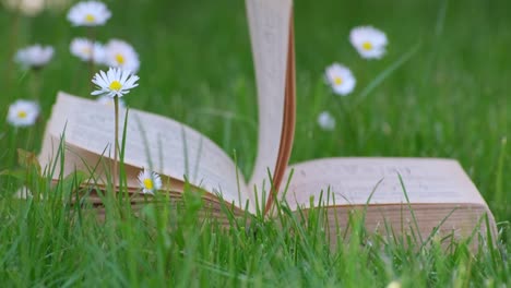 book laying in green grass near white chamomile flowers. close-up view of open paper old book laying in green grass of lawn. close up of book outdoors surrounded by fresh grass slow motion