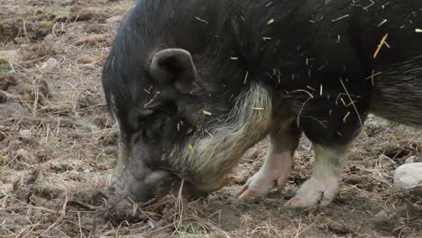 cute potbellied pig snuffles on ground in pig sty, searching for food