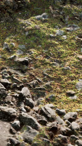 close-up shot of moss and rocks