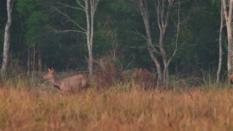 Seen-looking-to-the-left-curiously-then-stoops-down-to-graze-during-a-summer-morning