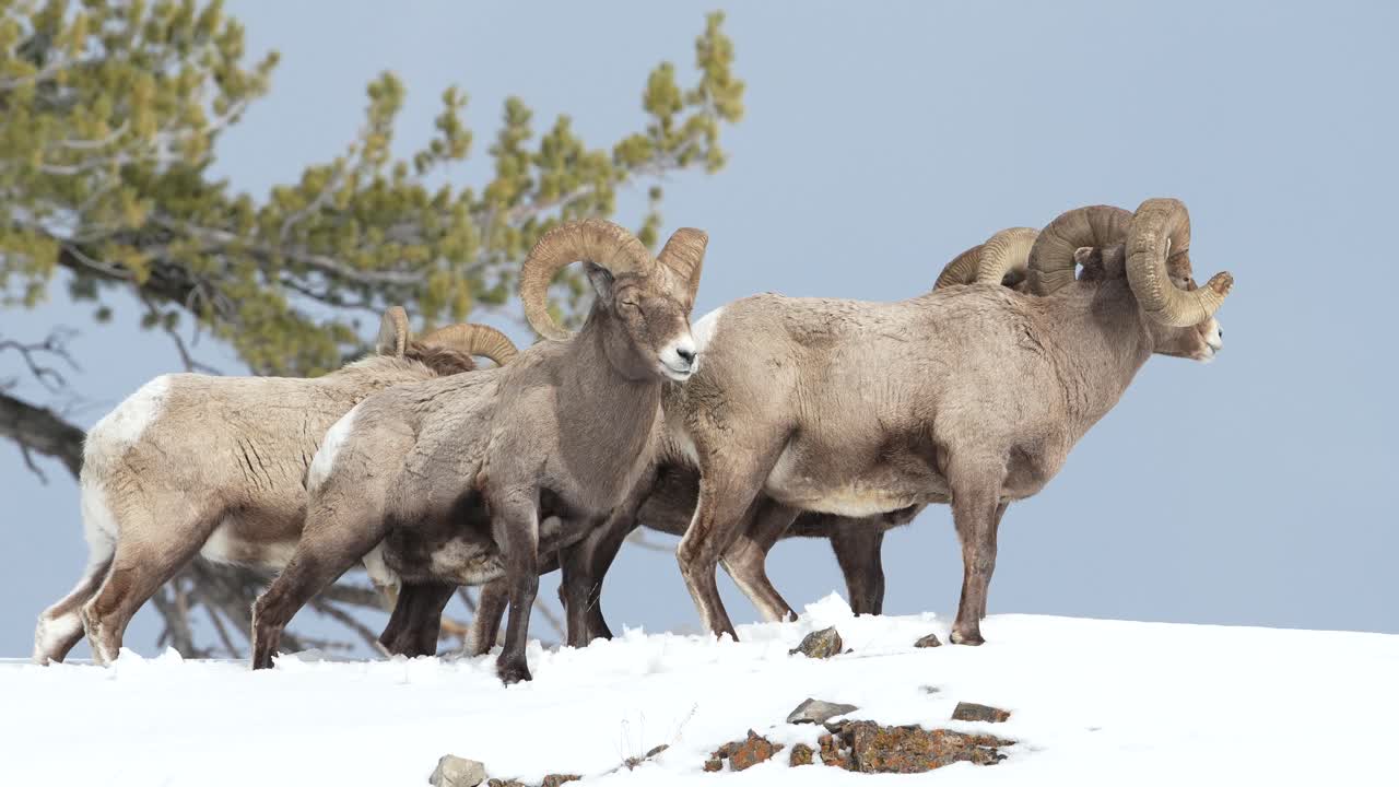 Bighorn sheep group on hill in Yellowstone National Park