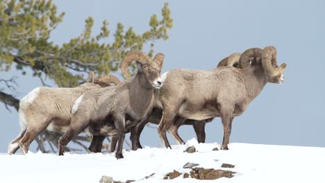 bighorn sheep group on hill in yellowstone national park