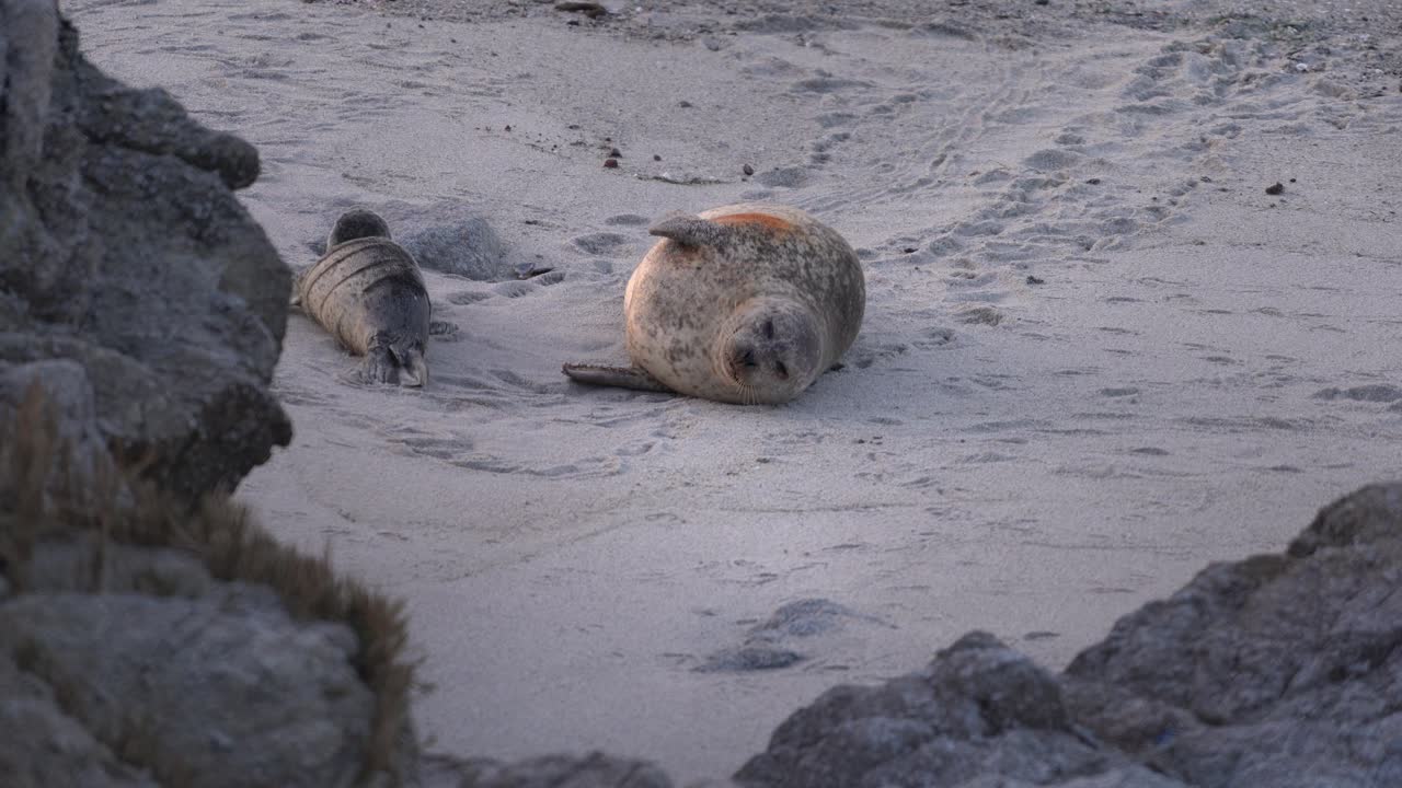 temporada de cría de foca común en monterey, california
