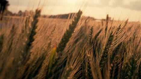 Puesta-De-Sol-Sobre-Un-Campo-De-Trigo-En-Una-Tarde-De-Verano-En-Dordogne,-Francia