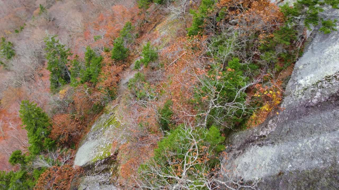 vista aérea de arriba hacia abajo de árboles sostenidos en un escarpado acantilado rocoso desde el monte washington, new hampshire