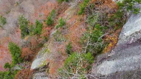 Vista-Aérea-De-Arriba-Hacia-Abajo-De-árboles-Sostenidos-En-Un-Acantilado-Rocoso-Y-Escarpado-Desde-El-Monte-Washington,-New-Hampshire