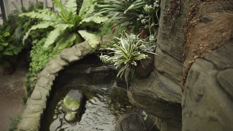 beatiful green plant growing on the edge of the rock surrounded by water in green house slowmotion