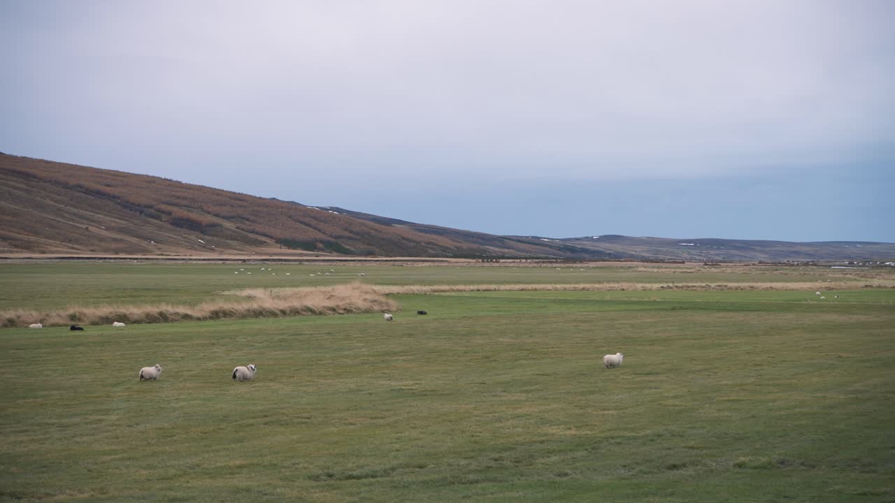 En flok får græsser på græsmarkerne i Kolugljúfur kløften på Island.