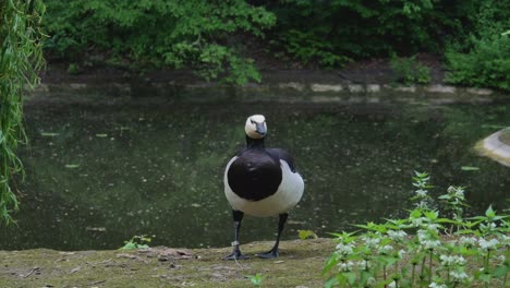 Ringelgans-Im-Zoo-Von-Kaunas