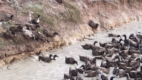 una balsa interminable de patos interminables saliendo del arrozal y zambulléndose en una zanja para nadar