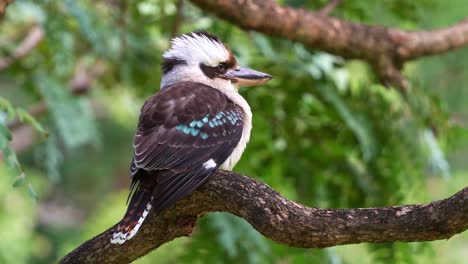 A-wild-Laughing-kookaburra,-dacelo-novaeguineae-perched-on-tree-branch-on-a-windy-day-at-the-botanic-garden,-slow-motion-close-up-shot-of-Australian-native-bird-species