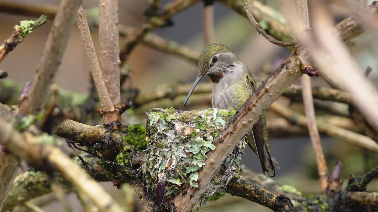 A mother Anna's hummingbird returns to her nest to feed her newborn chicks in Victoria, British Columbia, Canada.