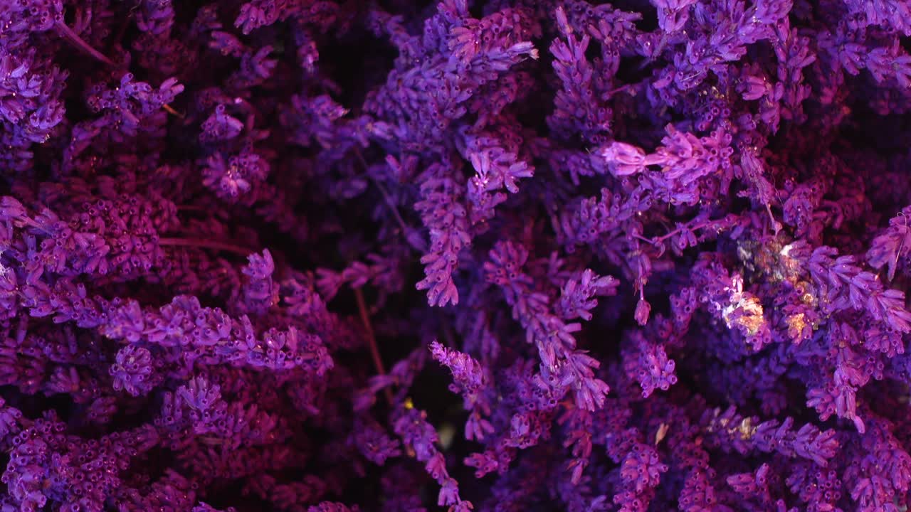 Close-up of Purple Lavender Flowers