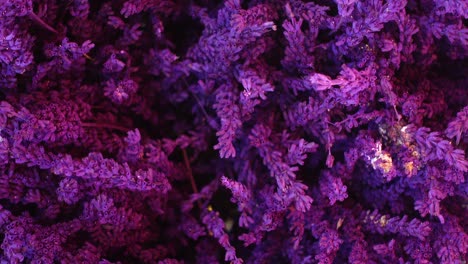 primer plano de las flores de lavanda púrpura