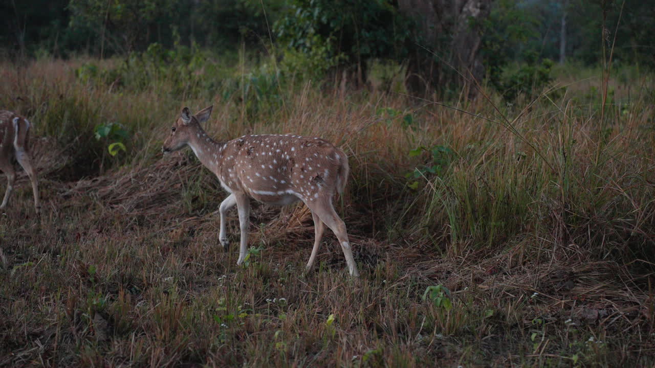 Spotted deer in morning at Jim Corbett, calm and serene wildlife scene