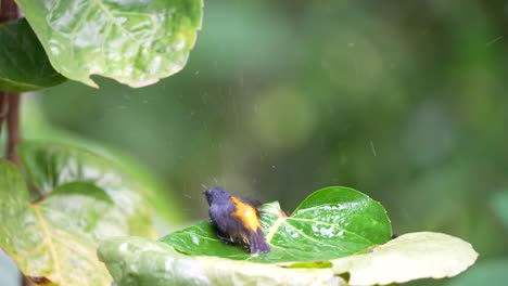 un pequeño pájaro pico de flor de vientre naranja parece feliz jugando en el agua en las hojas verdes