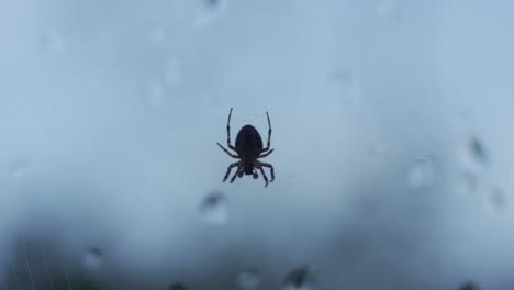 isolated silhouette of a spider moving slowly, hanging from a web