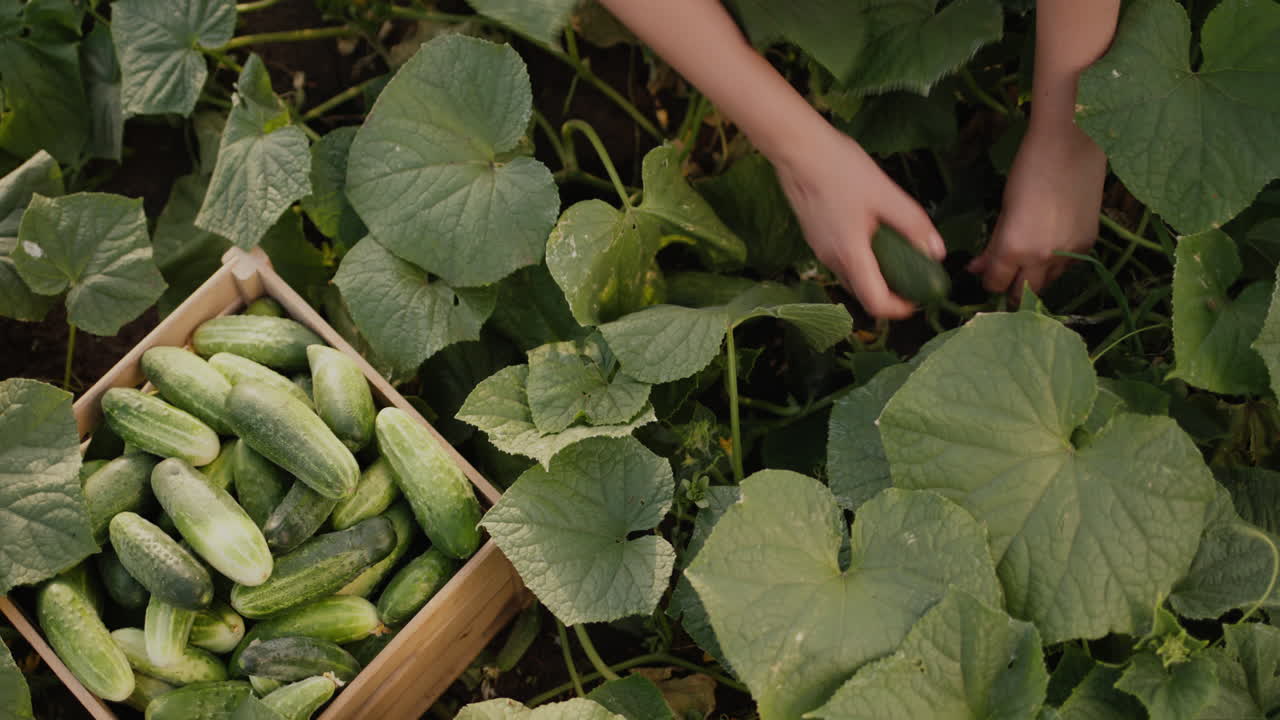 여자 농부가 침대에서 오이를 따서 상자에 담는다 1