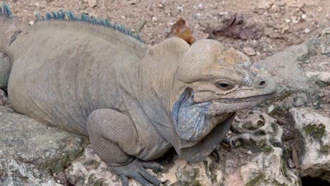 Grauer-Leguan-Bewegungslos-Auf-Felsen.-Nahaufnahme