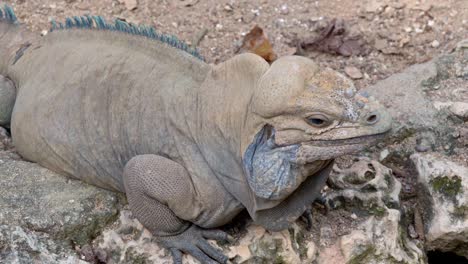 iguana gris inmóvil en las rocas. de cerca