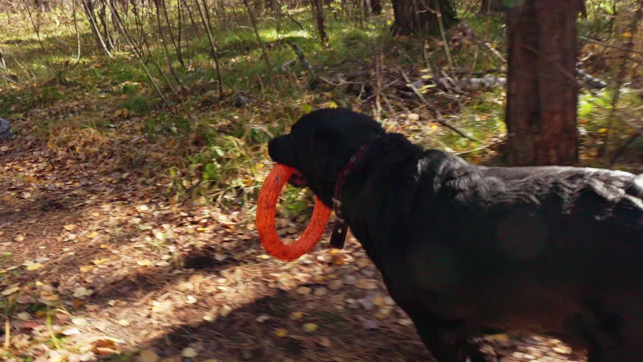 Labrador nero che corre in un bosco autunnale con un giocattolo arancione