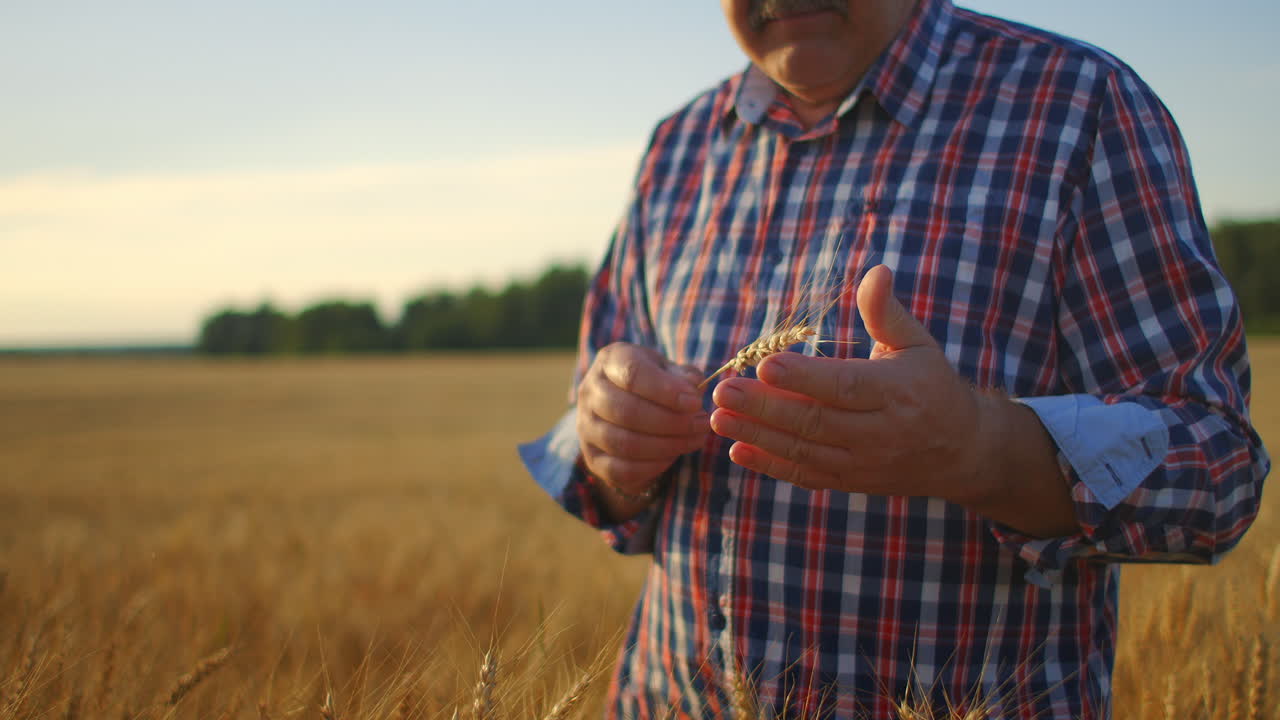 el agricultor adulto toma sus manos en las puntas de trigo y las examina mientras estudia al atardecer en una gorra en cámara lenta