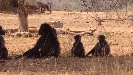 Un-Grupo-De-Babuinos-Se-Sienta-Debajo-De-Un-árbol-En-África-Y-Disfruta-De-La-Sombra-2