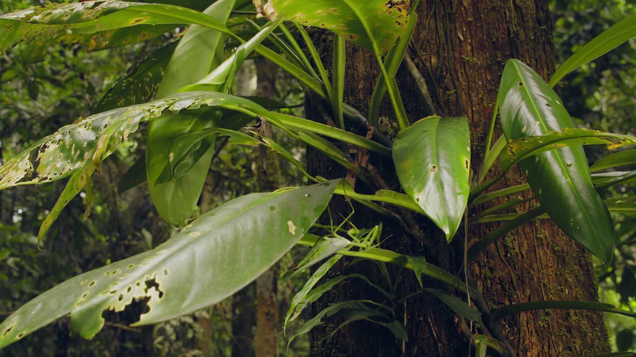 una gran mantis religiosa verde cuelga casi invisible bajo las hojas verdes de la selva tropical