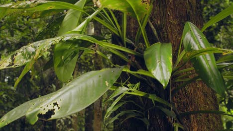 A-large-green-praying-mantis-hangs-almost-invisibly-under-the-green-leaves-in-the-rainforest