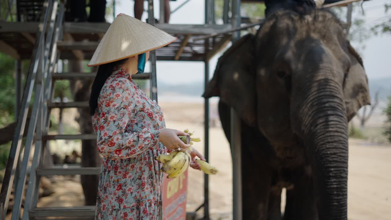 Woman Feeding Bananas to Elephant in Asia