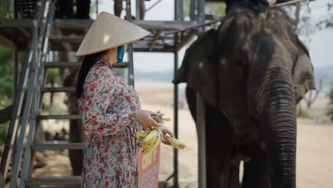 woman feeding bananas to elephant in asia