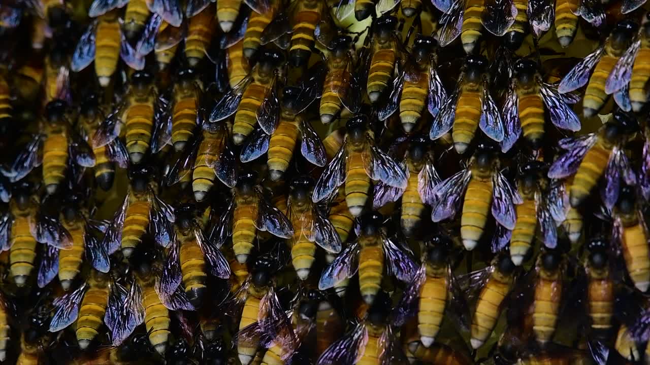 se sabe que las abejas melíferas construyen grandes colonias de nidos con bolsillos simétricos hechos de cera para almacenar miel como fuente de alimento