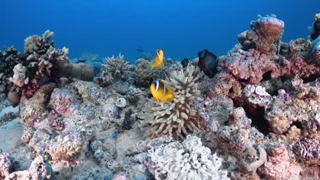 Zwei-Clownfische-In-Anemone,-Rotes-Meer-ägypten