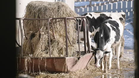 Domestic-Cow-Eating-Hays-In-Farm