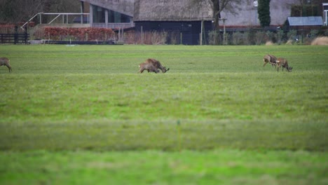 Herde-Rehe-Grasen-Auf-Einer-Wiese,-Im-Hintergrund-Landwirtschaftliche-Gebäude