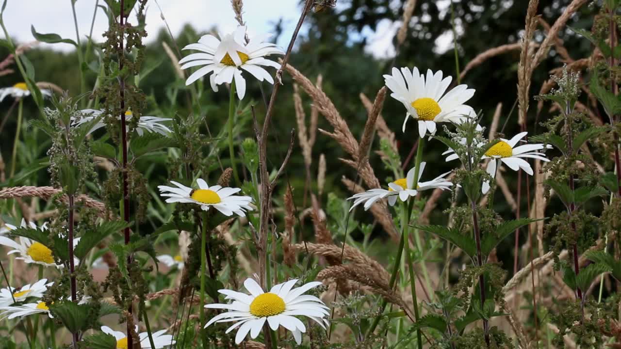 las margaritas de ojo de ox, leucanthemum vulgare que crecen en un seto