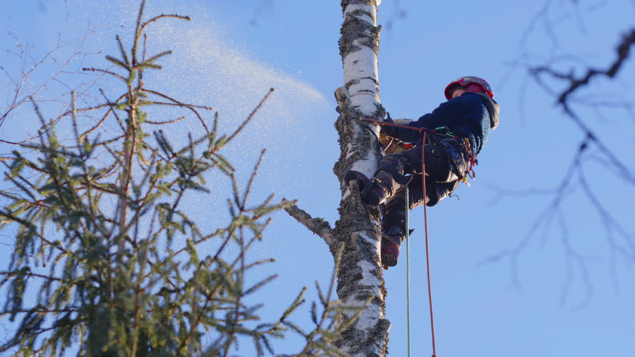 Female tree surgeon dismantling top part of birch tree trunk using chainsaw