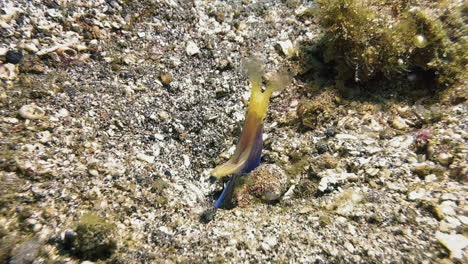 adult male ribbon eel looks out of its burrow on sandy bottom in indo-pacific