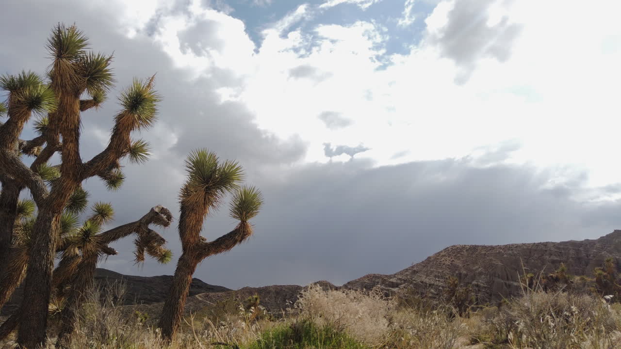Beautiful fluffy white cloud timelapse behind a Joshua tree, mountains in the distance.