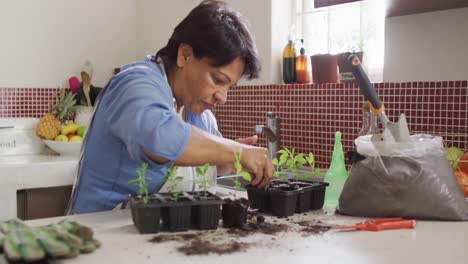 Asian-senior-woman-transplanting-plant-samplings-in-the-kitchen-at-home