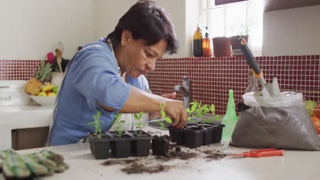 Mujer-Mayor-Asiática-Trasplantando-Muestras-De-Plantas-En-La-Cocina-De-Casa