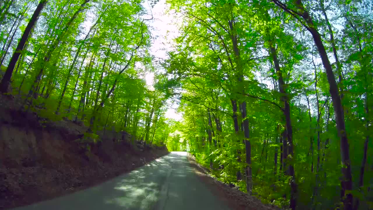 The car moves forward through the fresh green beech forest.