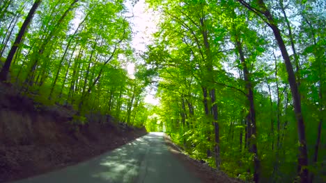 the car moves forward through the fresh green beech forest.